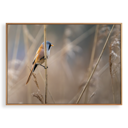 Canvas 'Baardman in het rietveld'