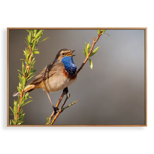 Canvas 'Zingende Blauwborst'