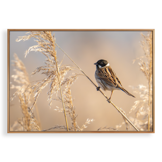 Canvas 'Rietgors boven het rietveld'