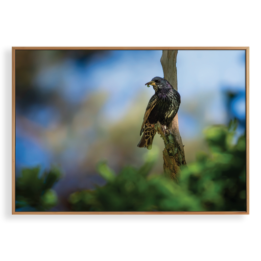 Canvas 'Spreeuw eet zijn maaltijd'