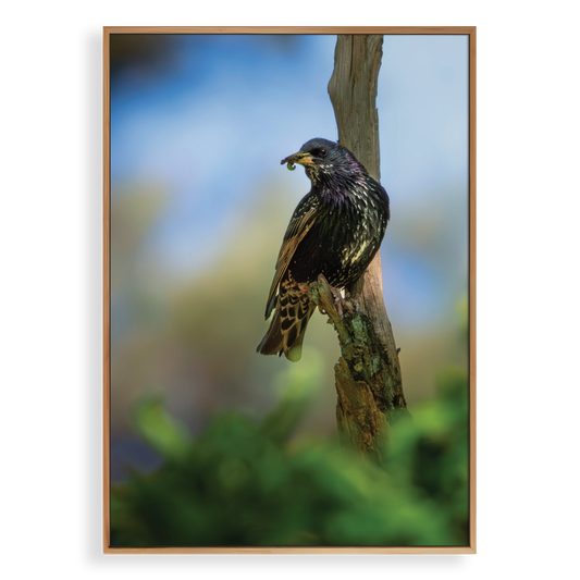 Canvas 'Spreeuw eet zijn maaltijd - portret'