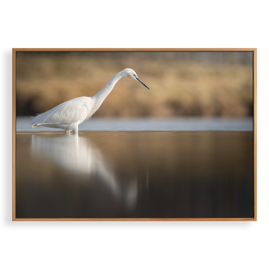 Canvas 'Kleine zilverreiger vangt vis'