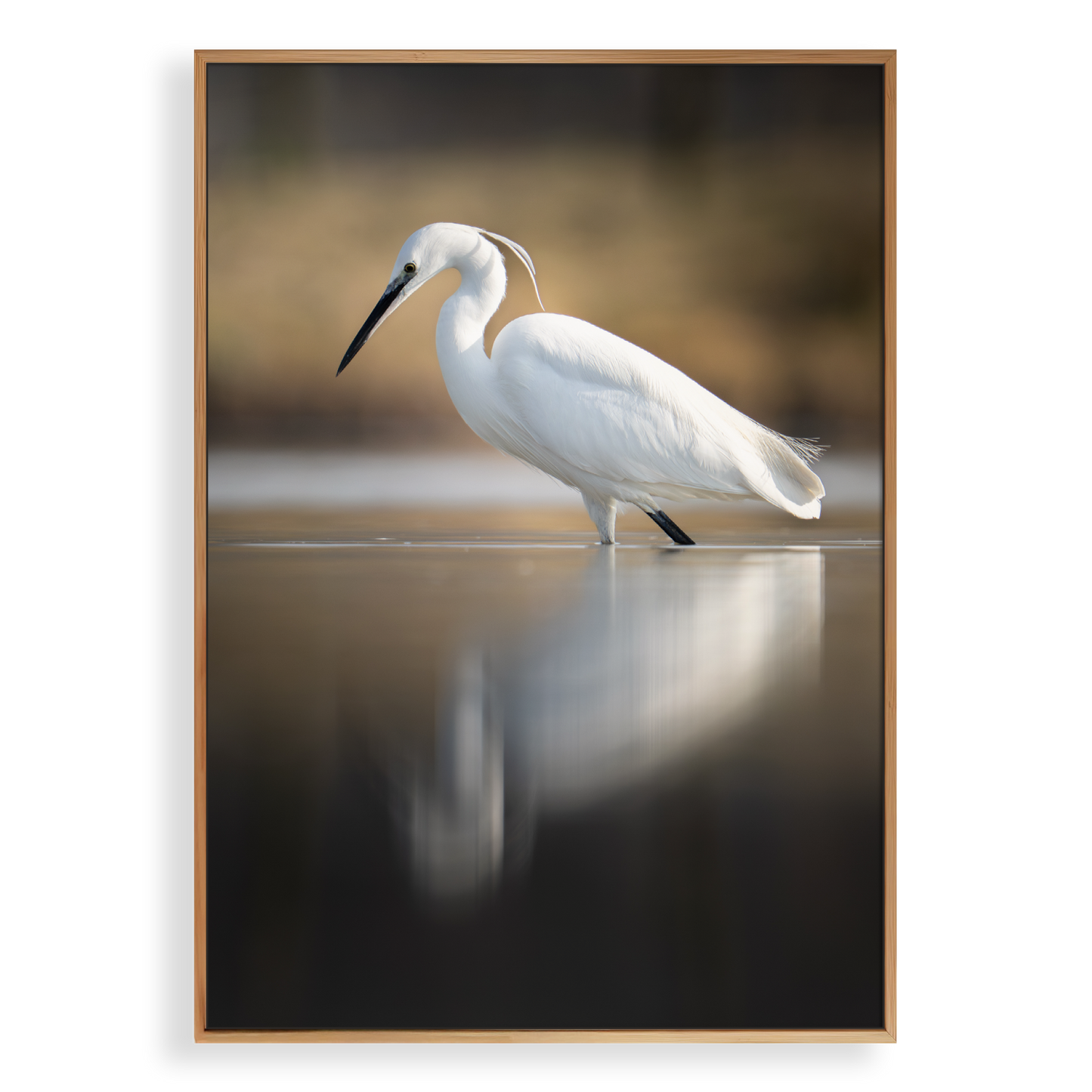Canvas 'Kleine zilverreiger vangt zijn vis - portret'
