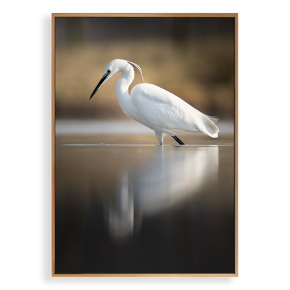 Canvas 'Kleine zilverreiger vangt zijn vis - portret'