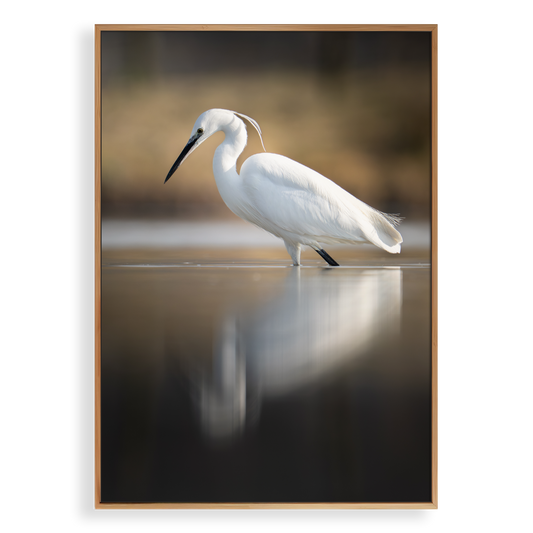 Canvas 'Kleine zilverreiger vangt zijn vis - portret'