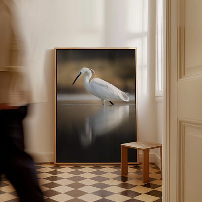 Canvas 'Kleine zilverreiger vangt zijn vis - portret'