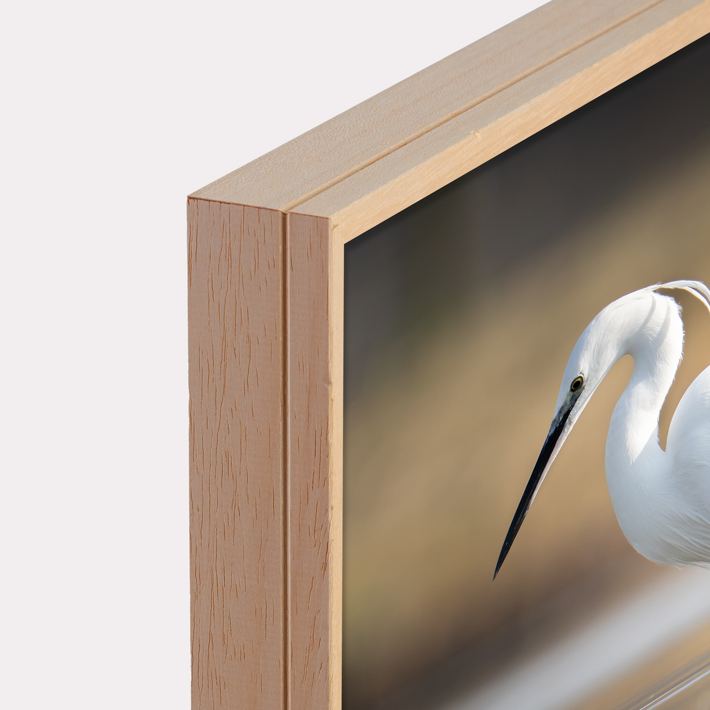 Canvas 'Kleine zilverreiger vangt zijn vis - portret'