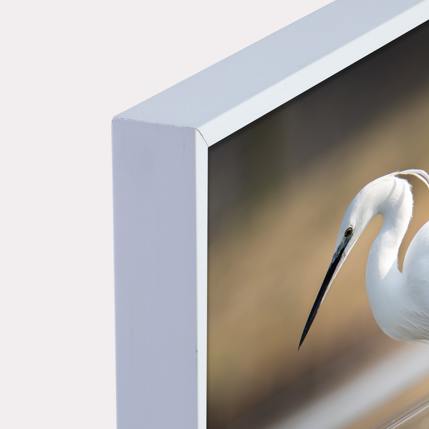 Canvas 'Kleine zilverreiger vangt zijn vis - portret'