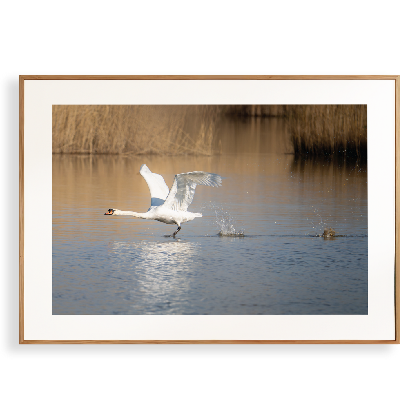 Print 'Opvliegende zwaan'