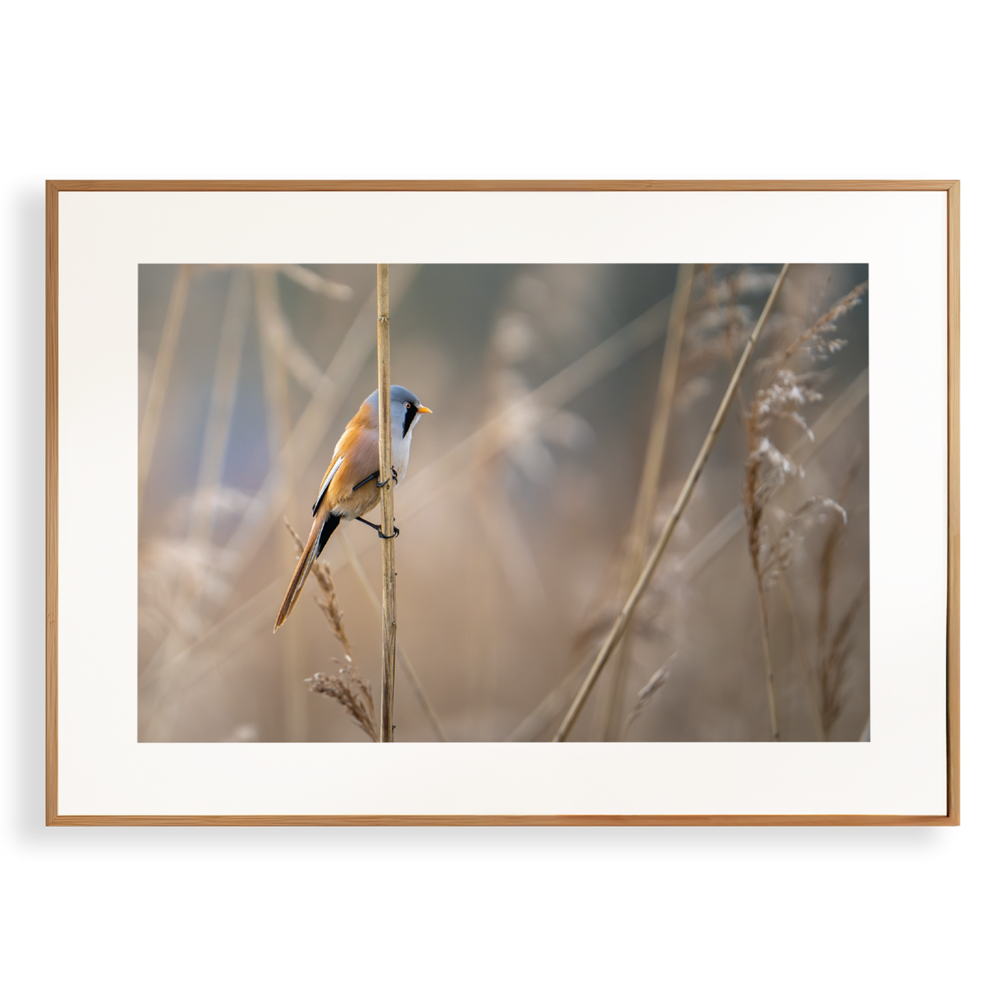 Print 'Baardman in het riet'