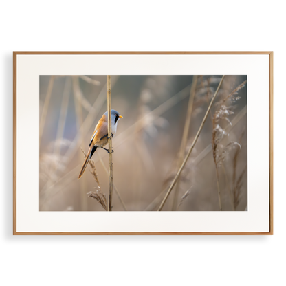 Print 'Baardman in het riet'