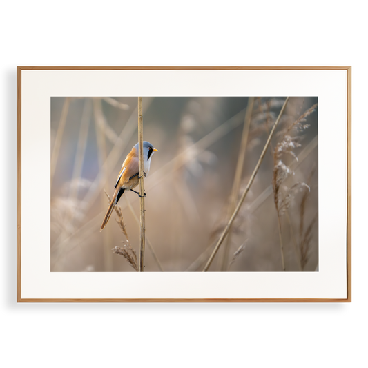 Print 'Baardman in het riet'