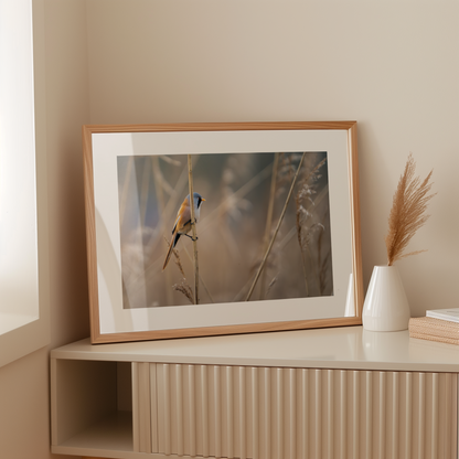 Print 'Baardman in het riet'