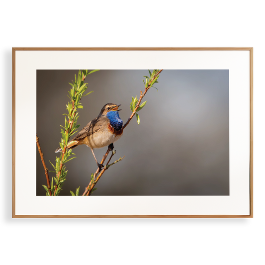 Print 'Zingende Blauwborst'