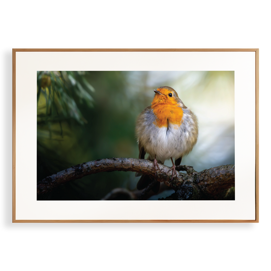 Print 'Roodborst rust uit op tak'