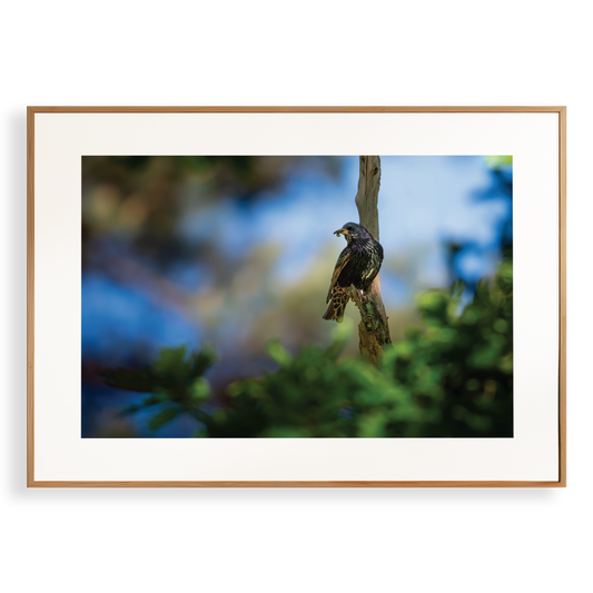 Print 'Spreeuw eet zijn maaltijd'