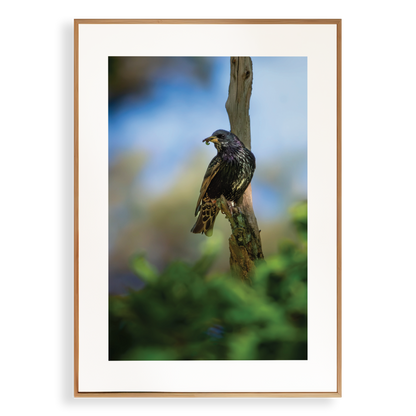 Print 'Spreeuw eet zijn maaltijd - portret'