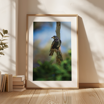 Print 'Spreeuw eet zijn maaltijd - portret'