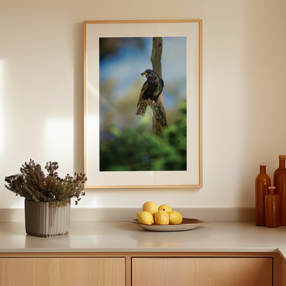 Print 'Spreeuw eet zijn maaltijd - portret'