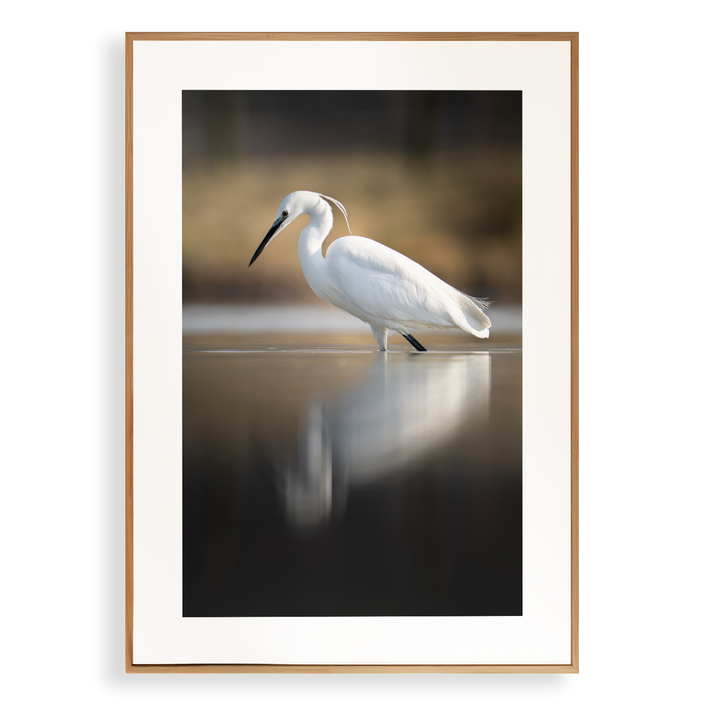 Print 'Kleine zilverreiger vangt zijn vis - portret'