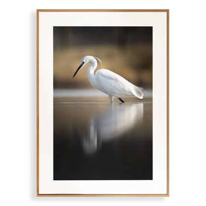 Print 'Kleine zilverreiger vangt zijn vis - portret'