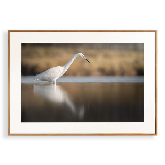 Print 'Kleine zilverreiger vangt vis'