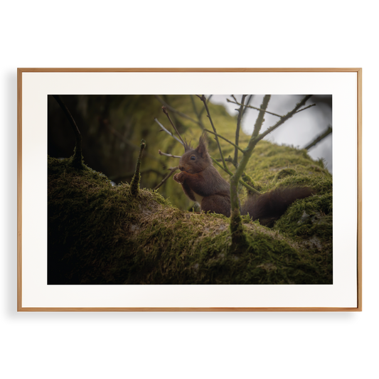 Print 'Alerte eekhoorn'