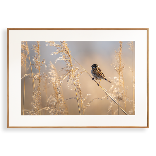 Print 'Rietgors boven het rietveld'