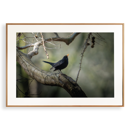 Print 'Dansende merel'