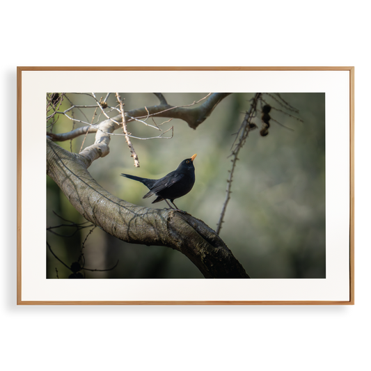 Print 'Dansende merel'