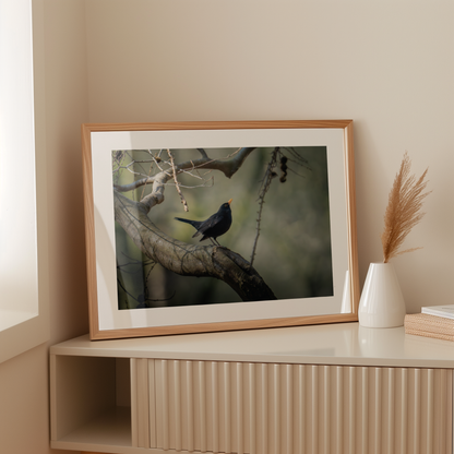 Print 'Dansende merel'