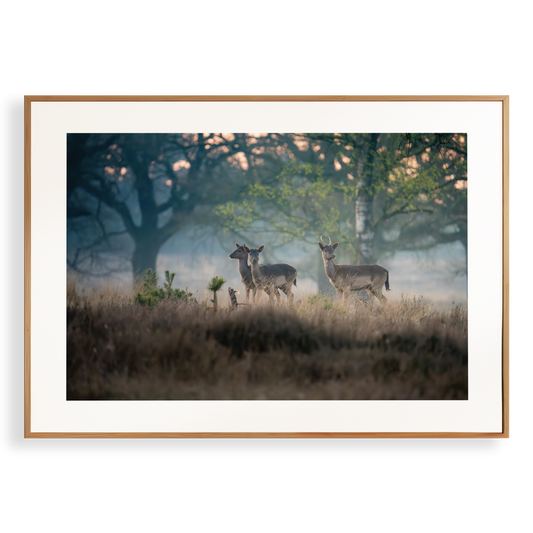 Print 'Reeën in het ochtendlicht'