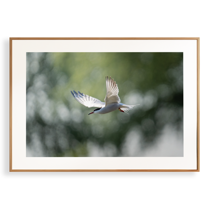 Print 'Duikende visdief'