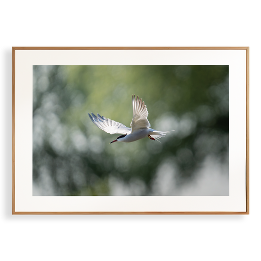 Print 'Duikende visdief'